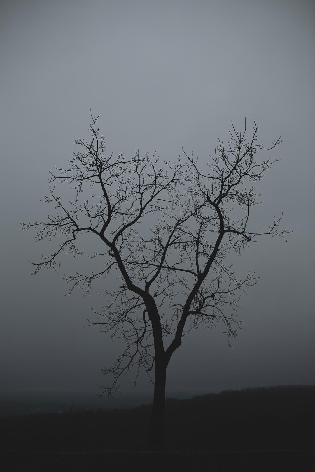 Black and white photograph of a lone, winter dormant tree against an overcast sky 